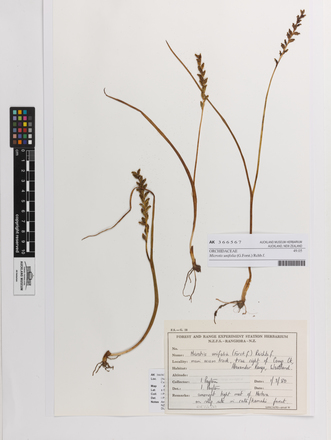 Microtis unifolia, AK366567, © Auckland Museum CC BY