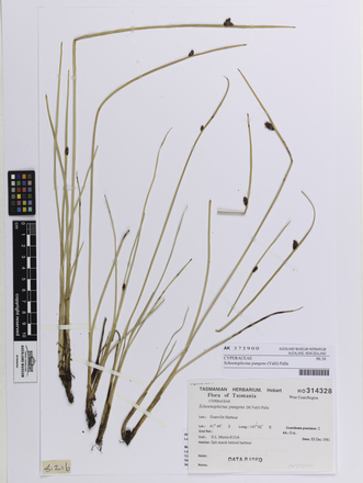 Schoenoplectus pungens, AK375900, © Auckland Museum CC BY