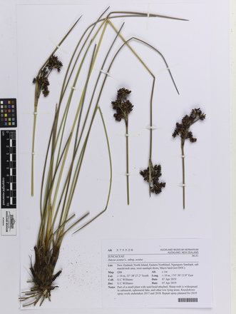 Juncus acutus acutus, AK375520, © Auckland Museum CC BY