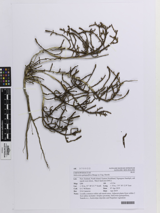 Salicornia quinqueflora, AK375522, © Auckland Museum CC BY
