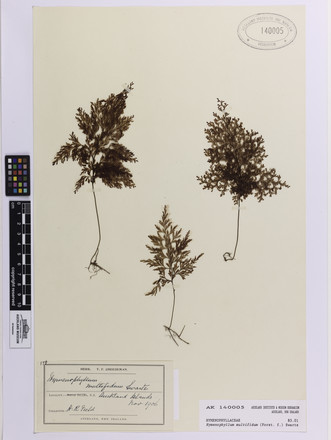 Hymenophyllum multifidum, AK140005, © Auckland Museum CC BY