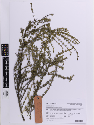 Olearia solandri, AK378459, © Auckland Museum CC BY