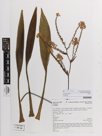 Cordyline, AK371449, © Auckland Museum CC BY