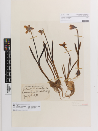Galanthus nivalis, AK95652, © Auckland Museum CC BY
