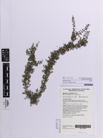Baeckea crassifolia, AK376722, © Auckland Museum CC BY